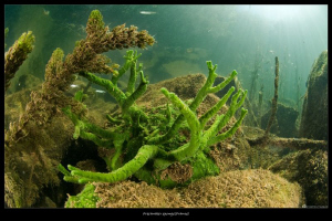 freshwater sponge by Mathieu Foulquié 